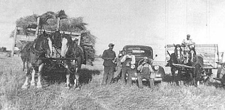 Dick & Buster pulling the rack full of sheaves